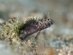 Sailfin Blenny by Henley Spiers 